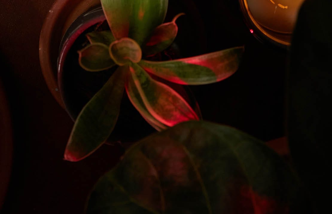 Top of potted plant