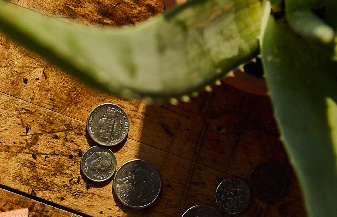 Cactus on floor